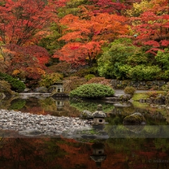 Japanese Garden Pond Reflection.jpg
