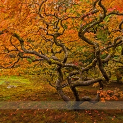 Japanese Red Maple Tree.jpg