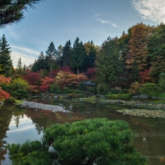 Japanse Garden Vista To order a print please email me at  Mike Reid Photography : leaf, leaves, fall, fall colors, autumn, autumn colors, acer, japanese maples, botanical, abstract, bokeh, zeiss, macro, northwest, northwest images, canon, 85mm, 50mm, thin depth of field, reflection, pond, seattle arboretum, japanese garden