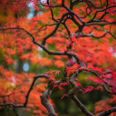 Seattle Arboretum Japanese Garden Red Leaves To order a print please email me at  Mike Reid Photography : leaf, leaves, fall, fall colors, autumn, autumn colors, acer, japanese maples, botanical, abstract, bokeh, zeiss, macro, northwest, northwest images, canon, 85mm, 50mm, thin depth of field, reflection, pond, seattle arboretum, japanese garden