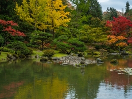 Seattle Arboretum Japanese Garden Reflection