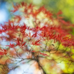 Seattle Kubota Japanese Garden Fall Colors Tangled Tree Flourish To order a print please email me at  Mike Reid Photography : leaf, leaves, fall, fall colors, autumn, autumn colors, acer, japanese maples, botanical, abstract, bokeh, zeiss, macro, northwest, northwest images, canon, 85mm, 50mm, thin depth of field, reflection, pond, tree, tangled tree