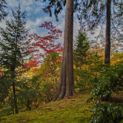 Solo Fall Cedar.jpg