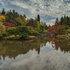 Wide Autumn Pond To order a print please email me at  Mike Reid Photography : leaf, leaves, fall, fall colors, autumn, autumn colors, acer, japanese maples, botanical, abstract, bokeh, zeiss, macro, northwest, northwest images, canon, 85mm, 50mm, thin depth of field, reflection, pond, seattle arboretum, japanese garden