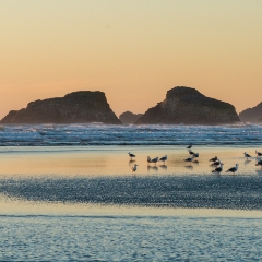 Cannon Beach Dusk Bird Gathering To order a print please email me at  Mike Reid Photography