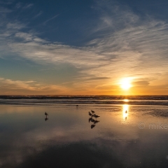 Cannon Beach Seagull Sandscape To order a print please email me at  Mike Reid Photography : cannon beach, haystack rock, oregon coast, landscape photography, sunset photography, sunrise photography