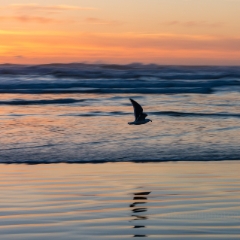 Cannon Beach Soaring Bird To order a print please email me at  Mike Reid Photography