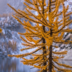 Enchantments Fall Colors Larches Fall Colors Bokeh To order a print please email me at  Mike Reid Photography : aasgard pass, enchantments, leavenworth, enchantments lakes basin, prusik, colchuck, snow lakes, northwest, images, leprechaun lake, larches, fall colors, autumn, golden larches, landscape photography, northwest photography, reflection photography, sony mirrorless photography