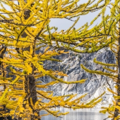 Enchantments Fall Colors Larches Golden Closeup To order a print please email me at  Mike Reid Photography : aasgard pass, enchantments, leavenworth, enchantments lakes basin, prusik, colchuck, snow lakes, northwest, images, leprechaun lake, larches, fall colors, autumn, golden larches, landscape photography, northwest photography, reflection photography, sony mirrorless photography