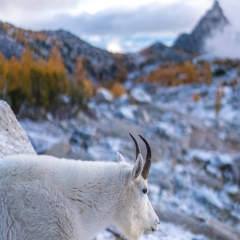 Enchantments Goat Resident To order a print please email me at  Mike Reid Photography : aasgard pass, enchantments, leavenworth, enchantments lakes basin, prusik, colchuck, snow lakes, northwest, images, leprechaun lake, larches
