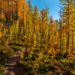 Enchantments Photography Golden colors Forest of Larches To order a print please email me at  Mike Reid Photography : aasgard pass, enchantments, leavenworth, enchantments lakes basin, prusik, colchuck, snow lakes, northwest, images, leprechaun lake, larches, gfx50s, fujifilm, hiking photography, landscape photography