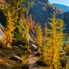 Enchantments Photography Trail Through the Larches To order a print please email me at  Mike Reid Photography : aasgard pass, enchantments, leavenworth, enchantments lakes basin, prusik, colchuck, snow lakes, northwest, images, leprechaun lake, larches, gfx50s, fujifilm, hiking photography, landscape photography