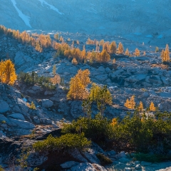 Enchantments Photography Upper Enchantments Sunlit Larches To order a print please email me at  Mike Reid Photography : aasgard pass, enchantments, leavenworth, enchantments lakes basin, prusik, colchuck, snow lakes, northwest, images, leprechaun lake, larches, gfx50s, fujifilm, hiking photography, landscape photography