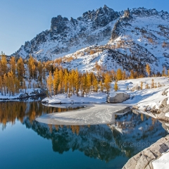 Leprechaun Lake Ice Beginnings  Golden larches, a layer of snow and a clear reflection make this a beautiful scene at Leprechaun Lake in the Enchantments. To order a print please email me at  Mike Reid Photography : aasgard pass, enchantments, leavenworth, enchantments lakes basin, prusik, colchuck, snow lakes, northwest, images, leprechaun lake, larches