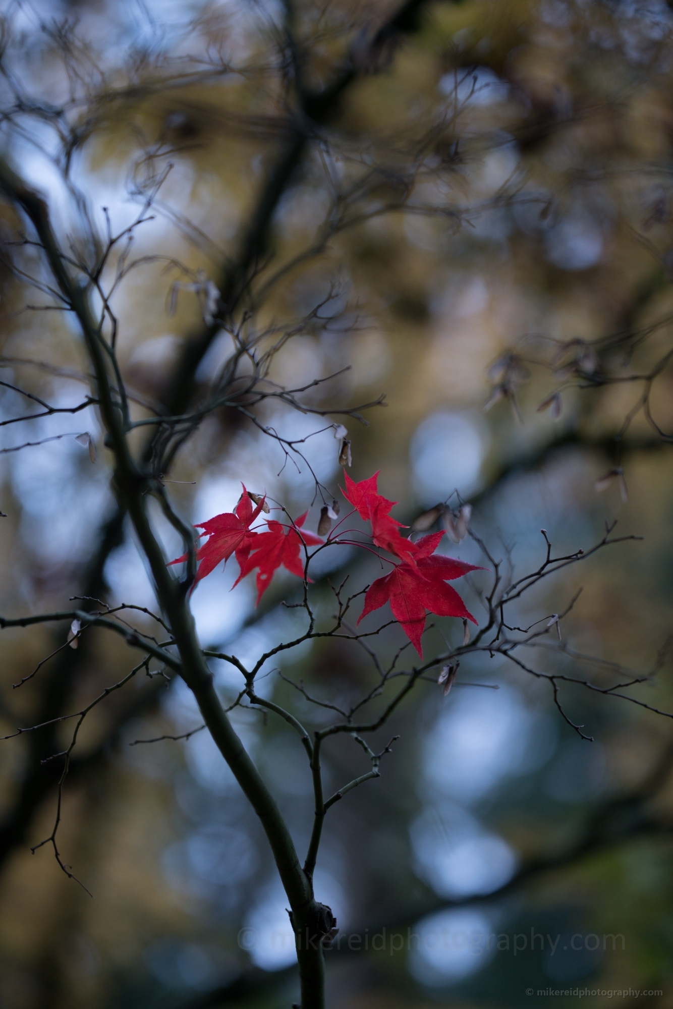 A Few Remaining Red Leaves