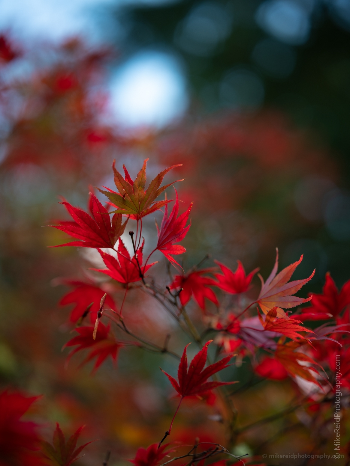 A Flourish of Japanese Maple Leaves in Red