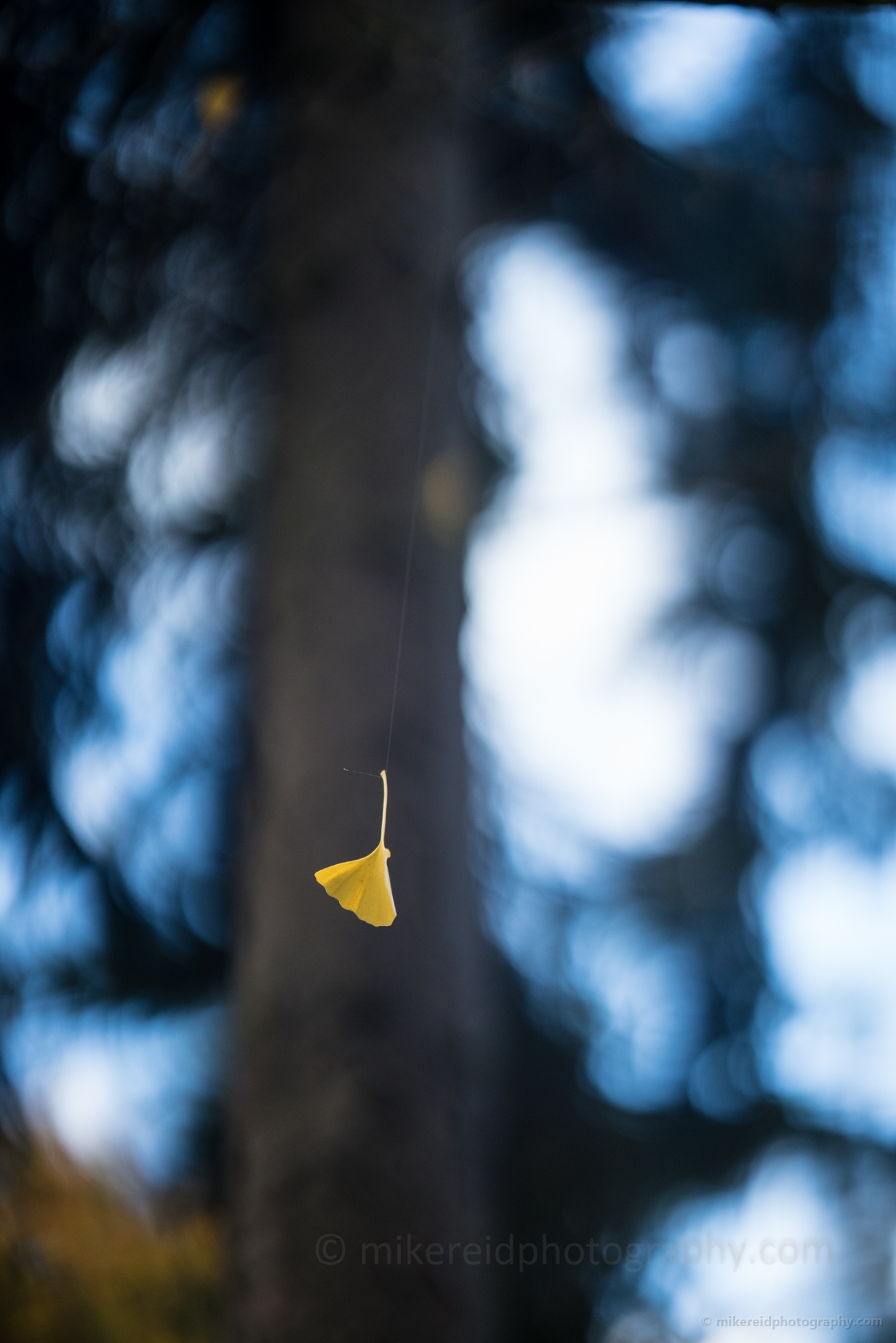 Dangling Ginkgo Leaf