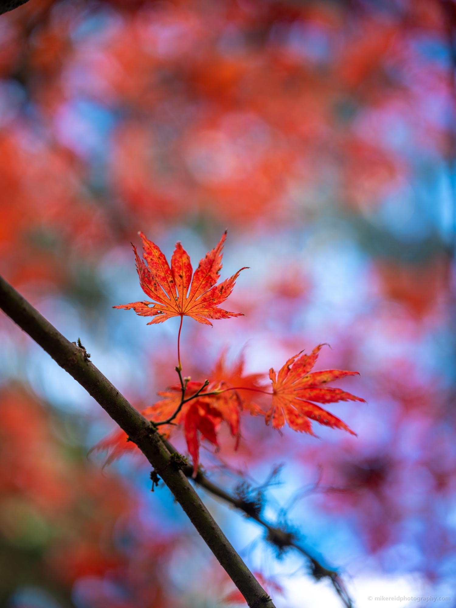 Fall Colors Bokeh Branch of Red Maple Leaves Closeup Zeiss 85mm Otus