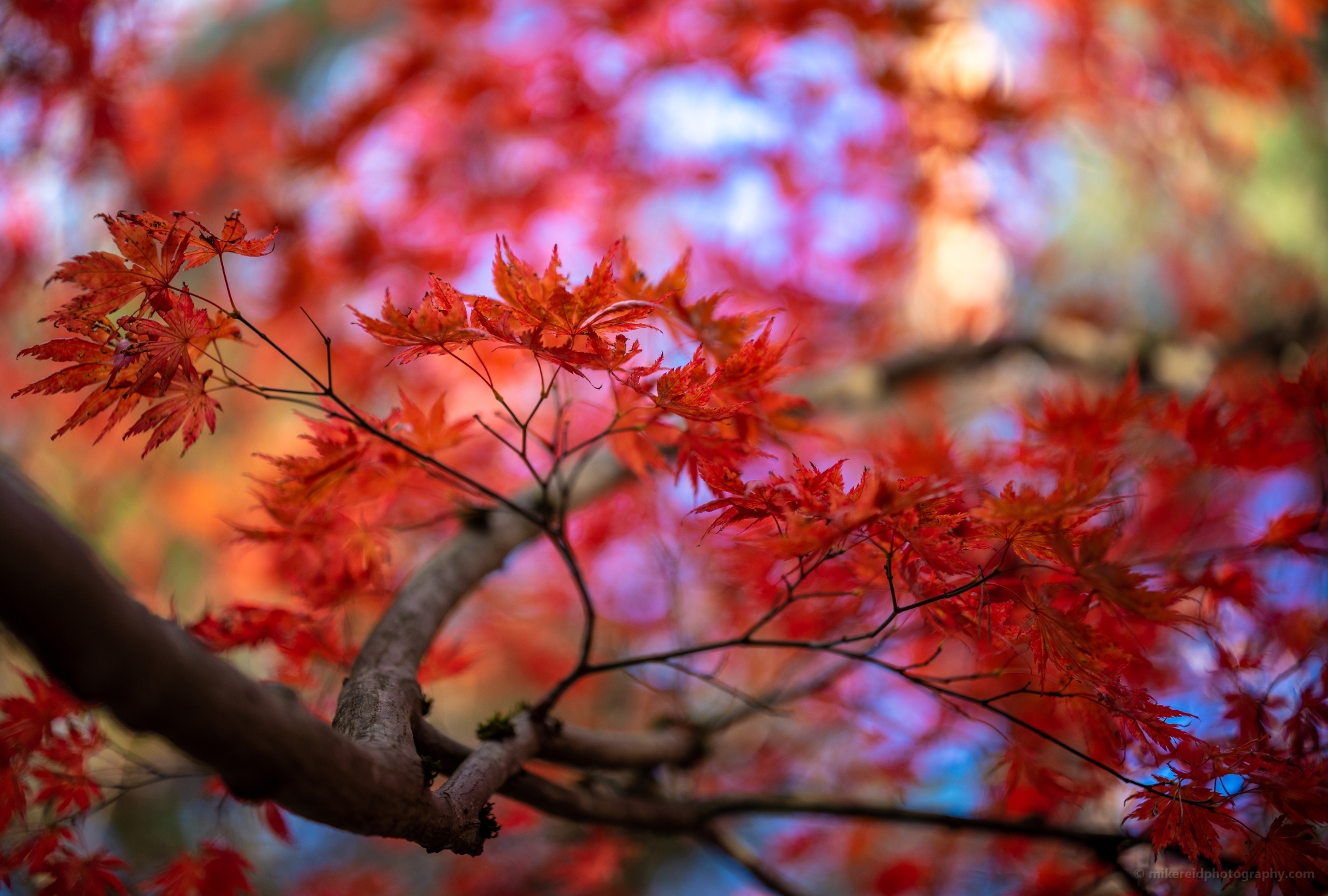 Fall Colors Bokeh Branch of Red Maple Leaves Fanning Out