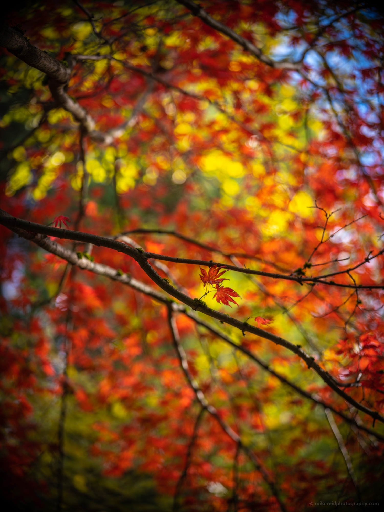 Fall Colors Bokeh Branch of Red Maple Leaves and Two Remaining