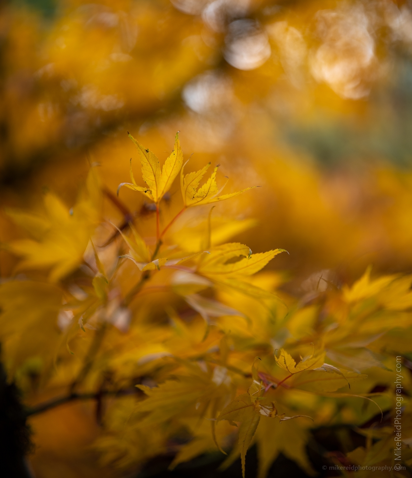 Fall Colors Bokeh Golden Leaves Turning 