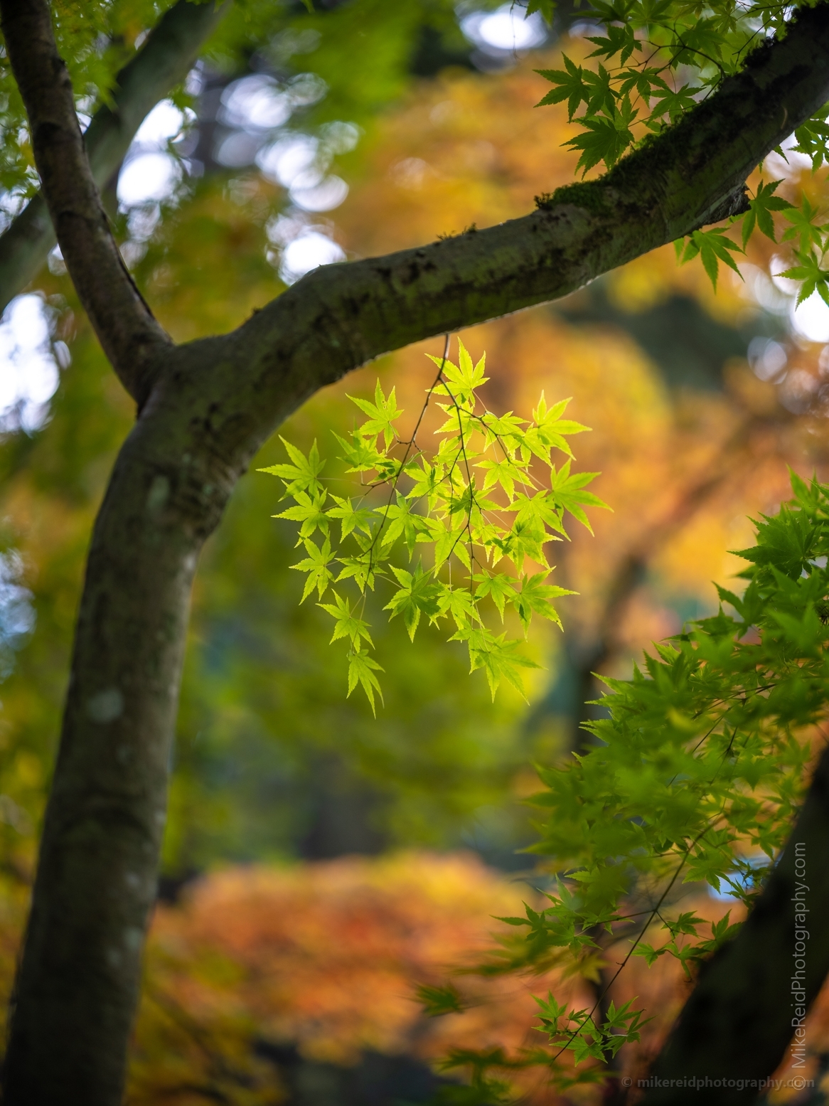 Fall Colors Bokeh Green Maple Leaves Turning