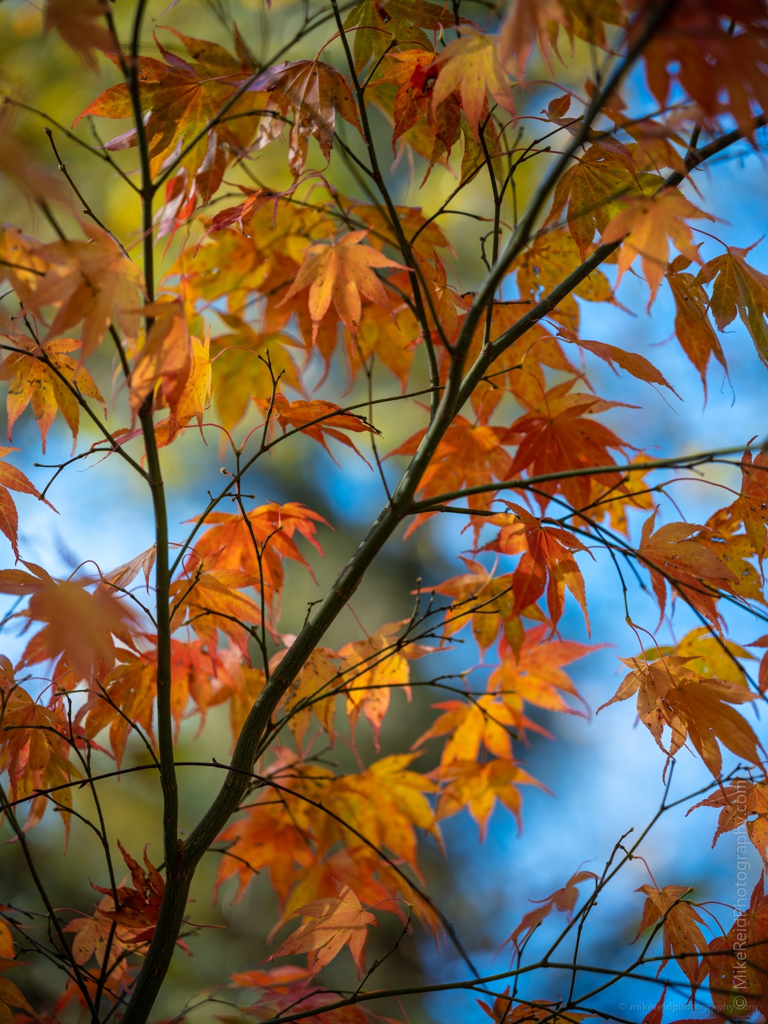 Fall Colors Bokeh Orange Leaves Turning