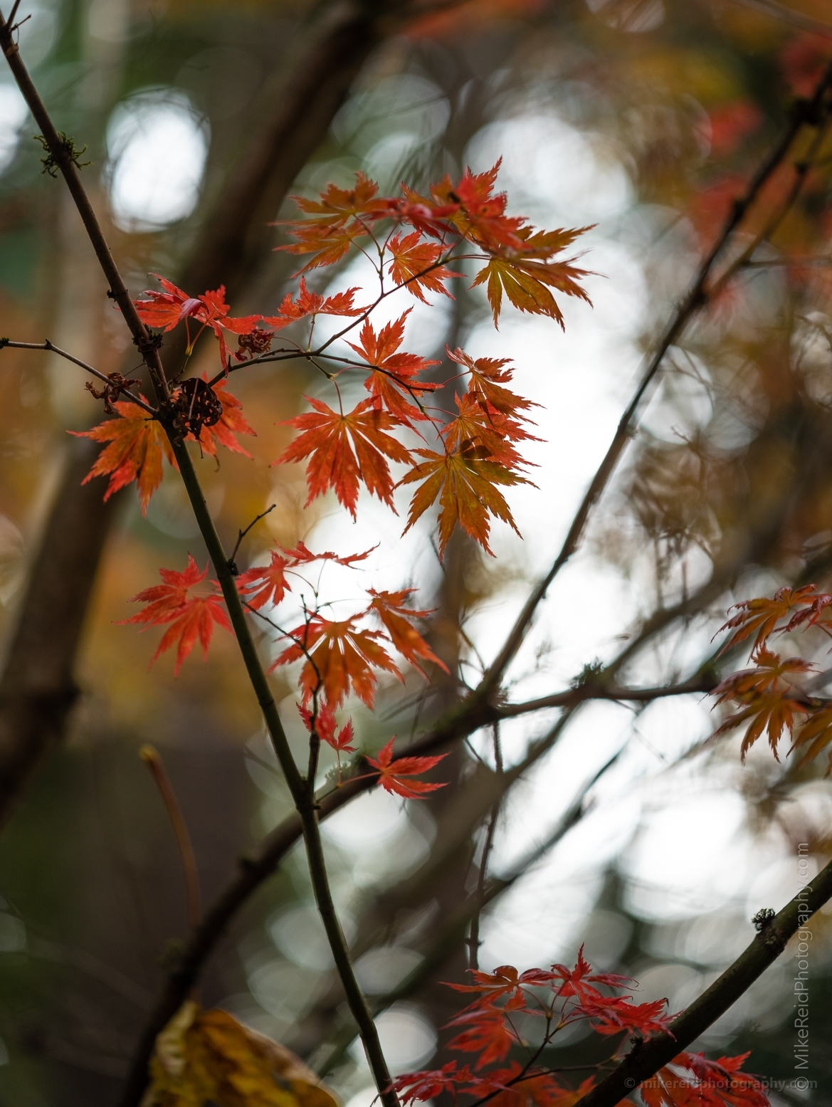 Fall Colors Bokeh Red Leaves Turning Details