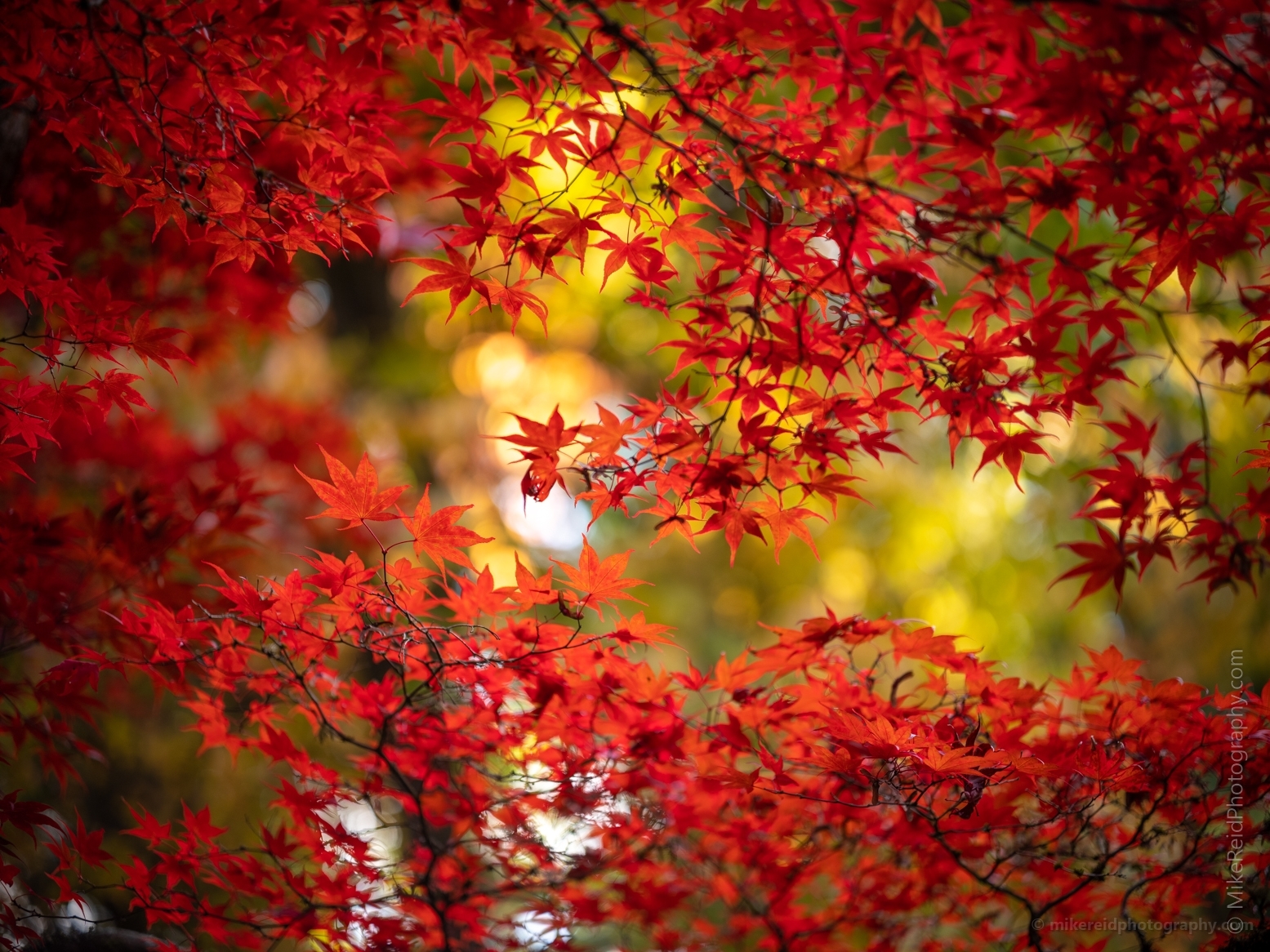 Fall Colors Bokeh Red Maple Leaves Montage
