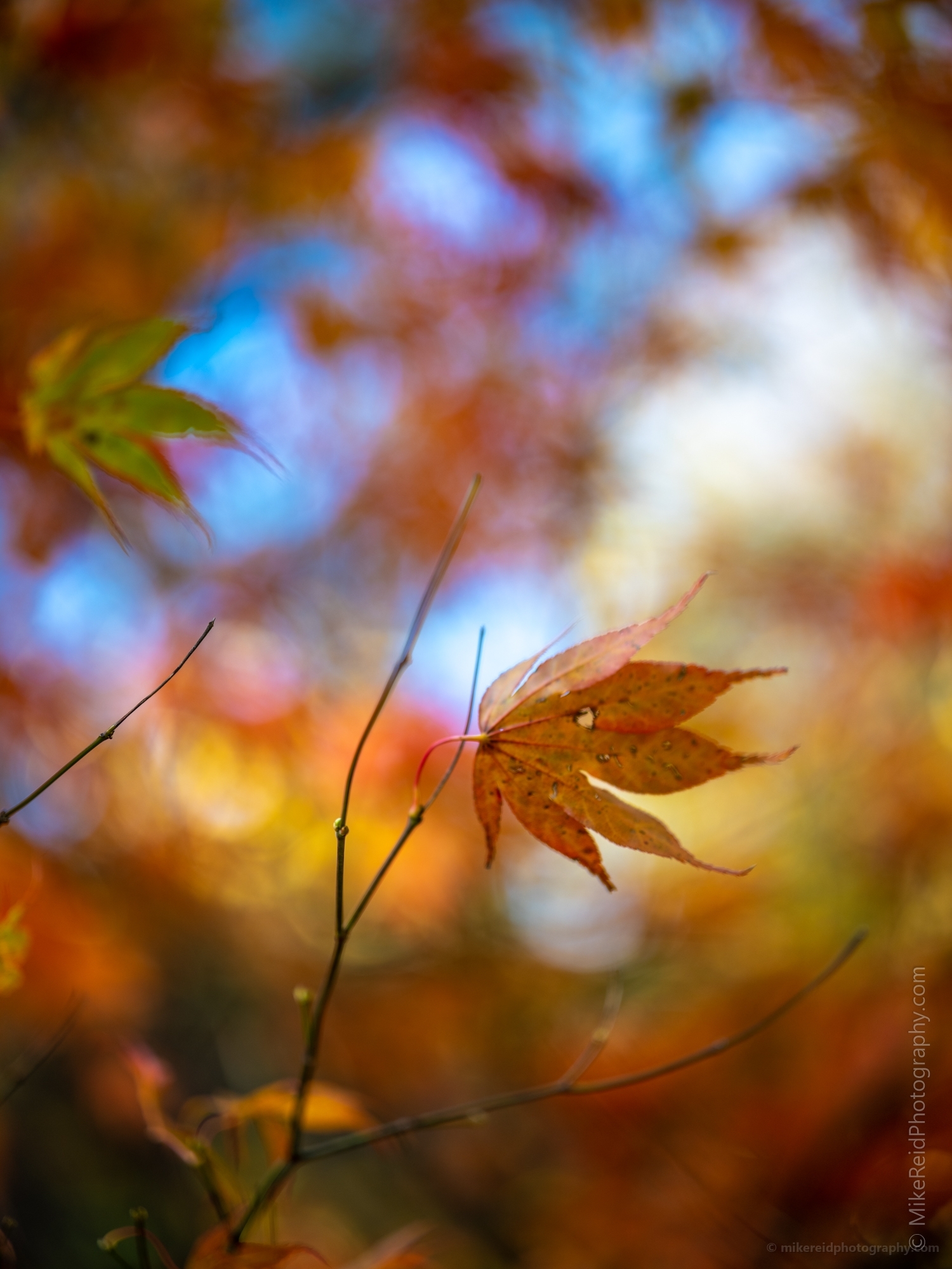 Fall Colors Bokeh Solitary Faded Leaf Closeup Colors