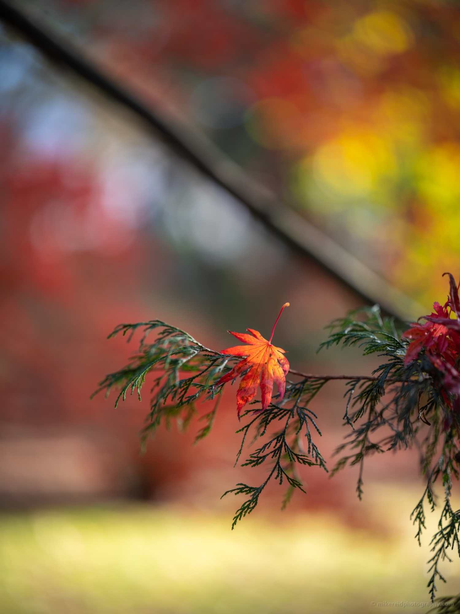 Fall Colors Bokeh Solitary Faded Red Leaf Closeup