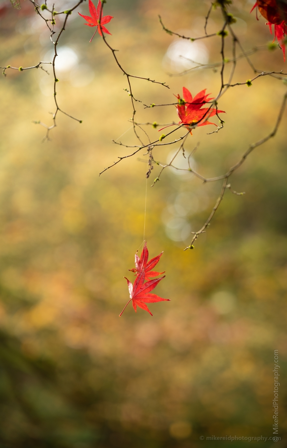 Fall Colors Leaves Dangling