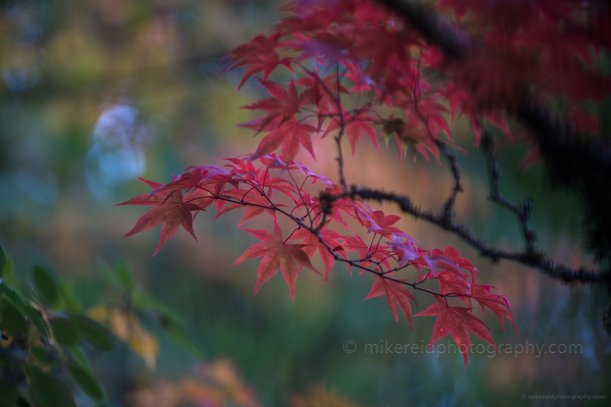 Fall Colors Photography  Cluster of Red Maples