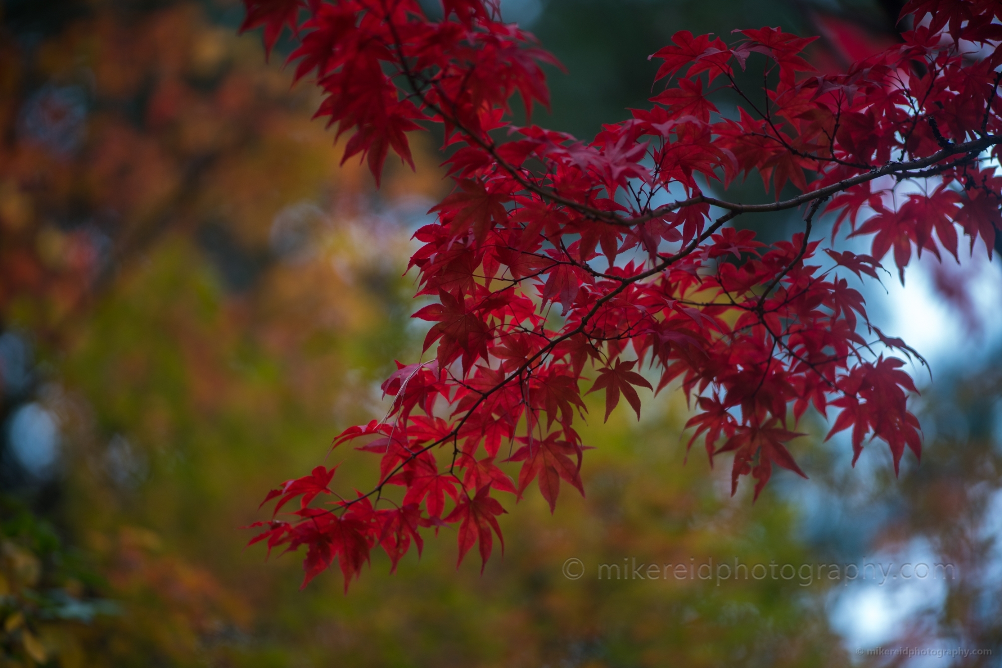 Fall Colors Photography  Group of Brilliant Red Leaves