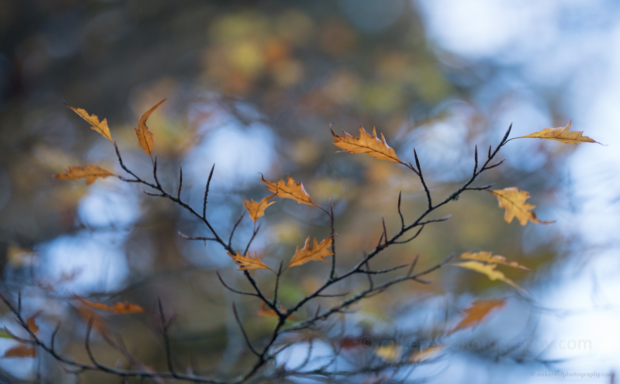 Fall Colors Photography Autumns Oak Tree