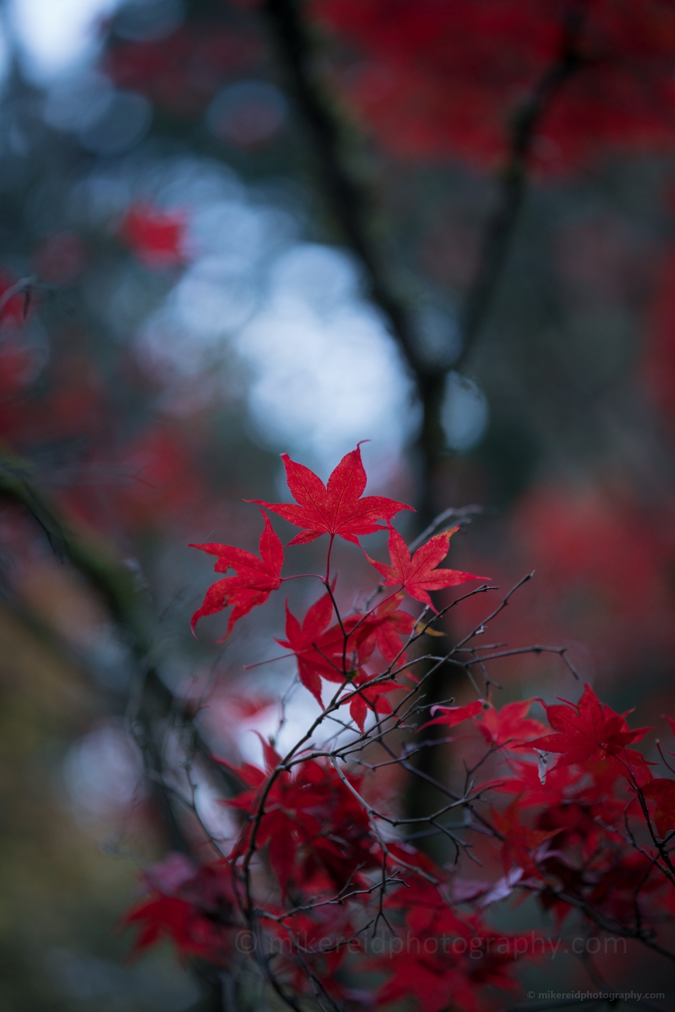 Fall Colors Photography Cluster of Crimson