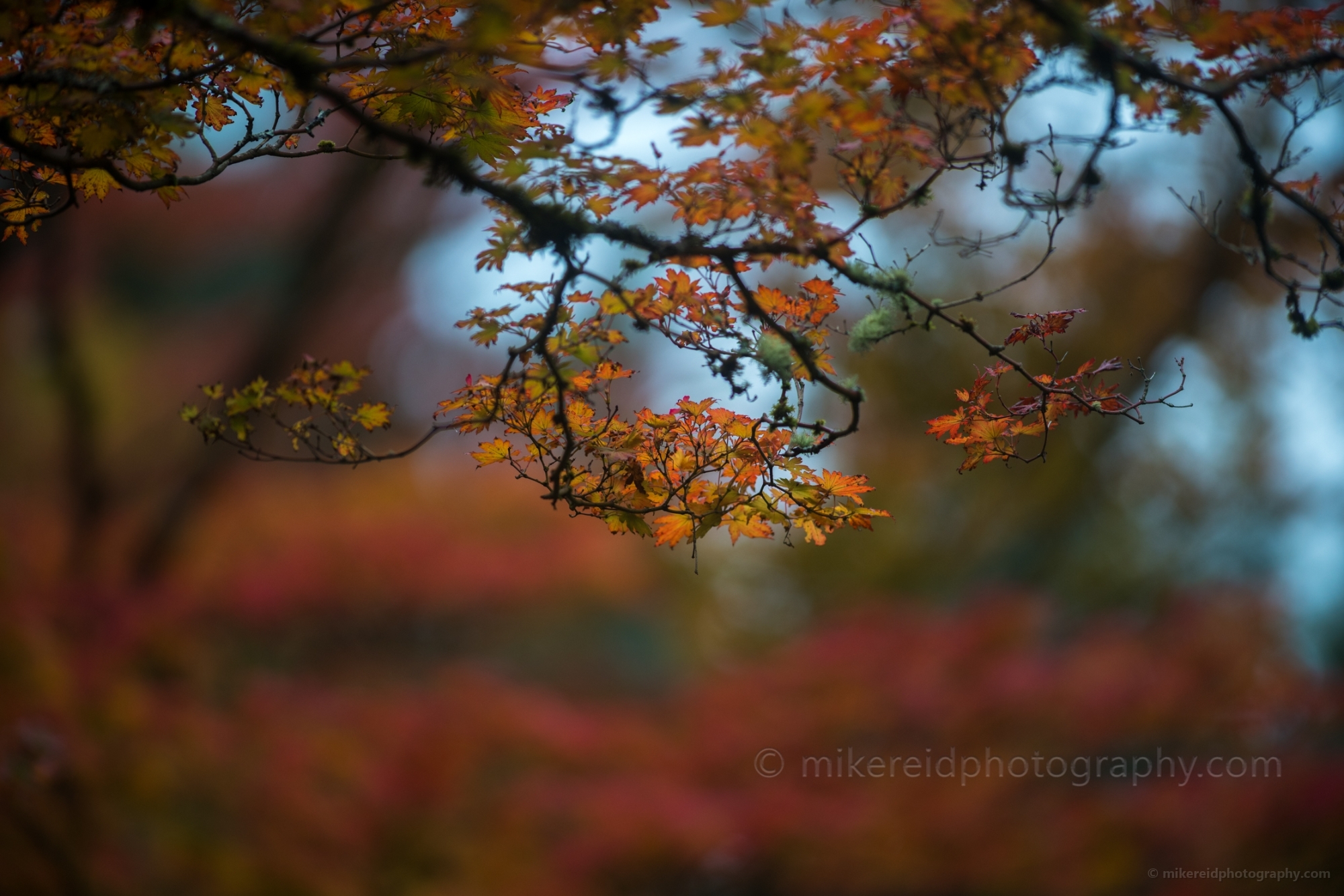 Fall Colors Photography Clusters of Oak Leaves