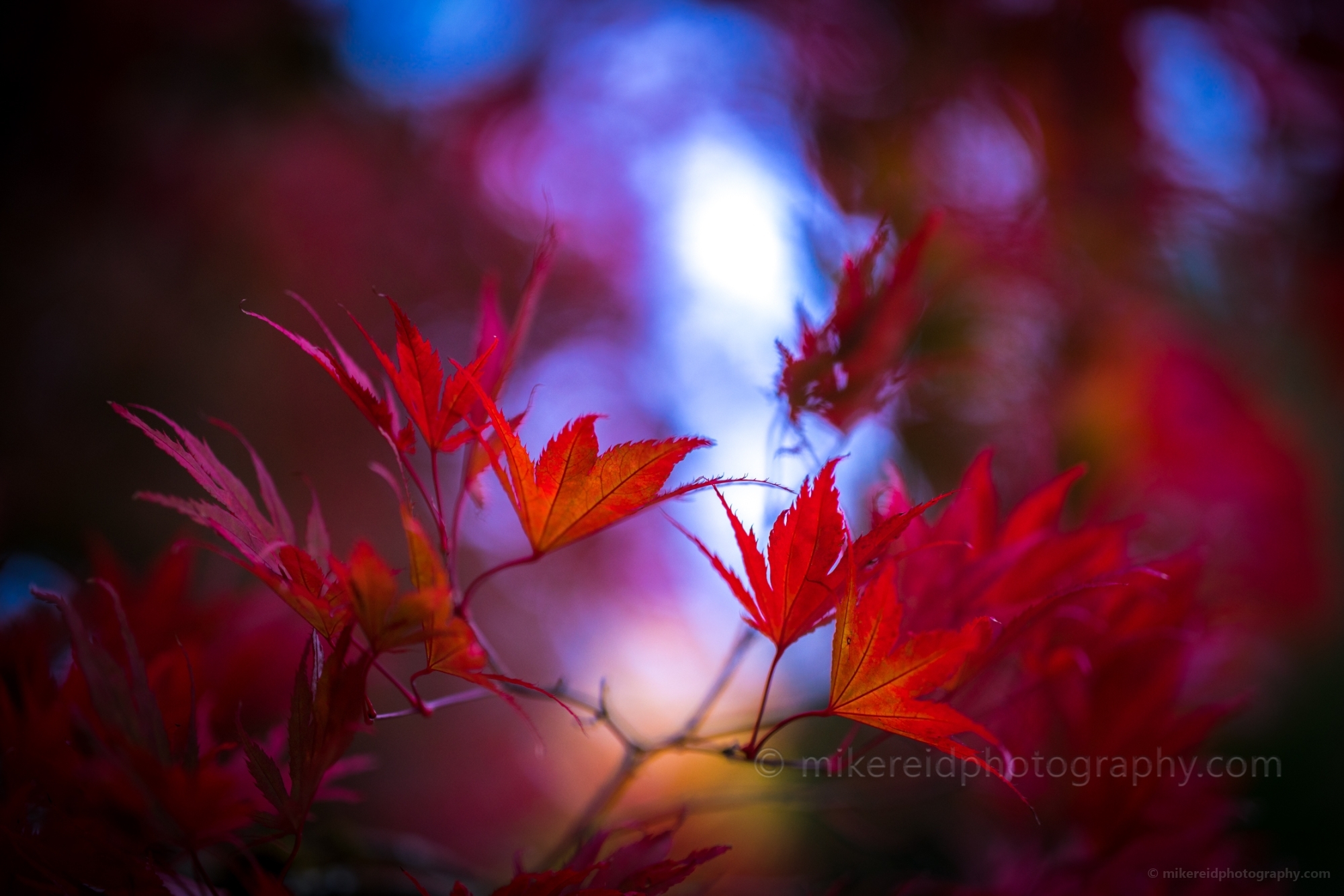 Fall Colors Photography Red Edges Focus