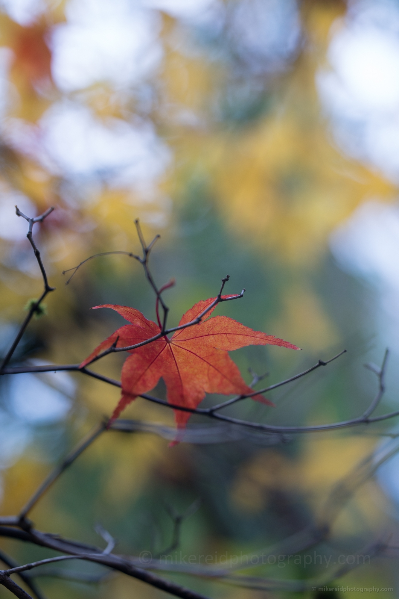 Fall Colors Photography Single Red Leaf Hanging