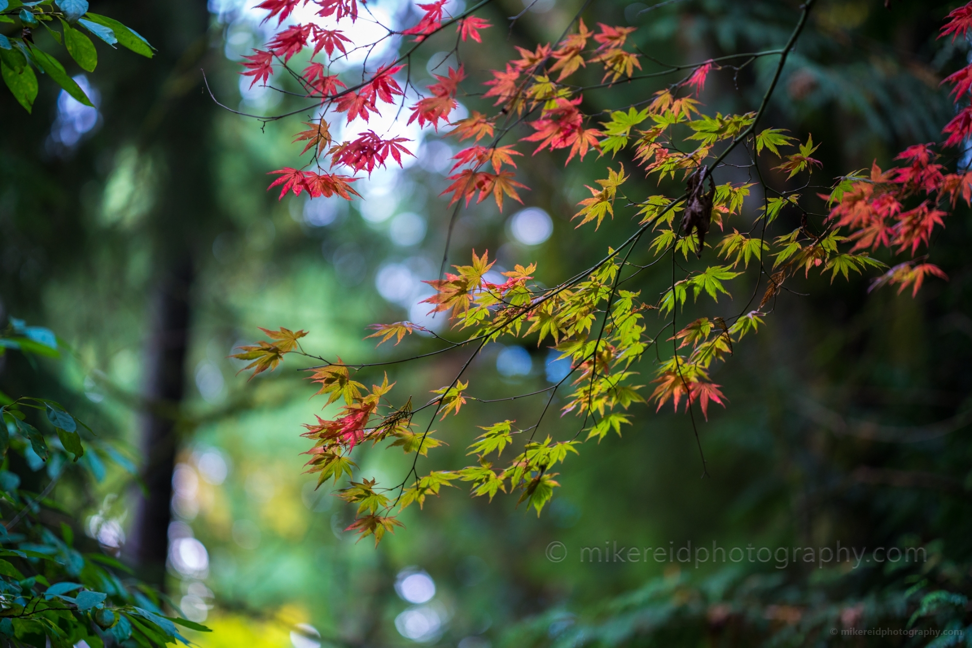 Fall Colors Photography Sunlit Acer Leaves Group