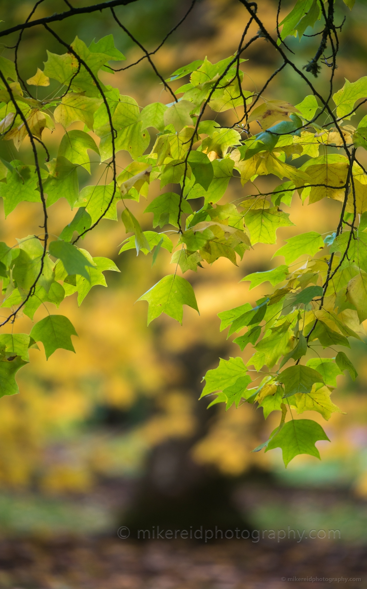 Fall Colors Photography Tree Backdrop