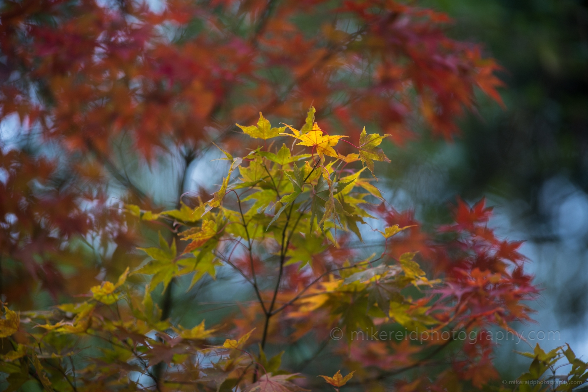 Fall Colors Photography Yellow Maples