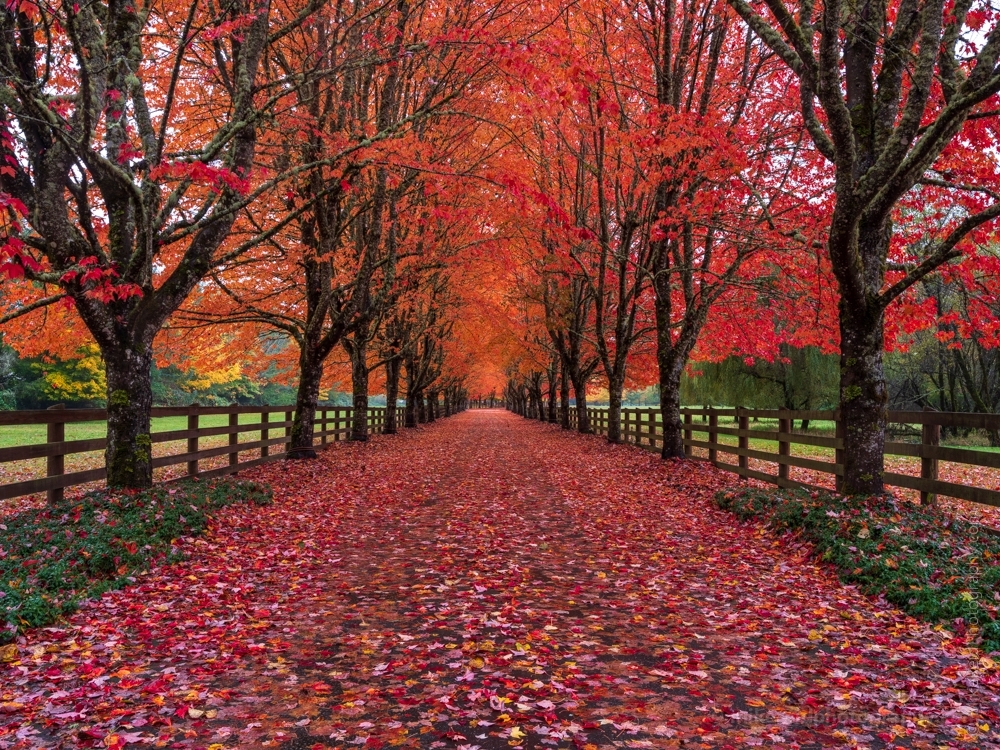 Fall Colors Rockwood Lane of Trees