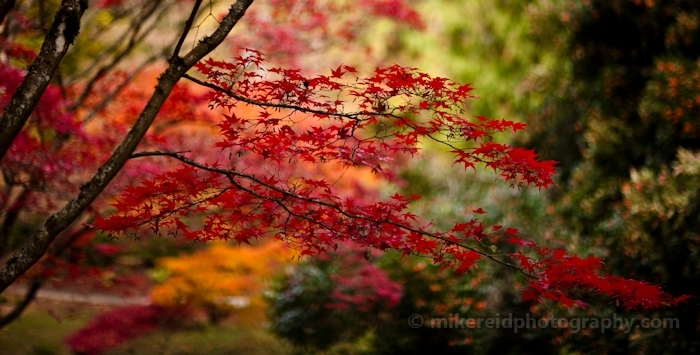 Fall Colors in the Arboretum