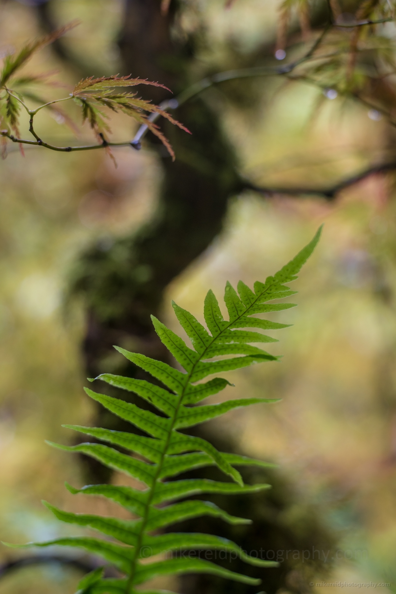 Fall Green Ferns Bokeh