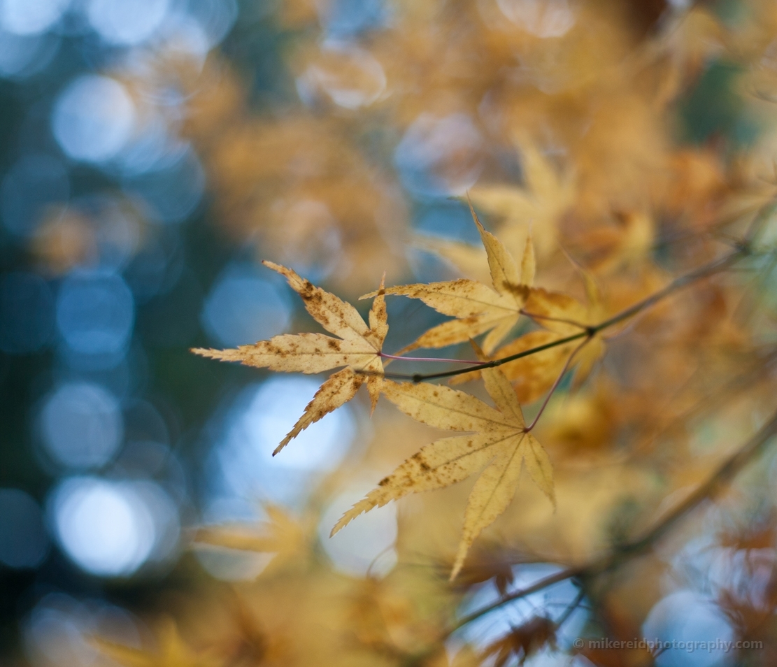 Fall Leaves Blur