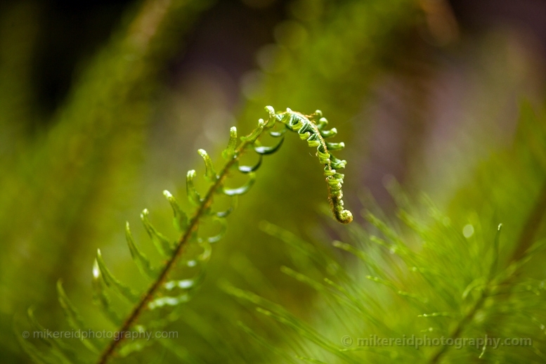 Fern Fronds Abstract