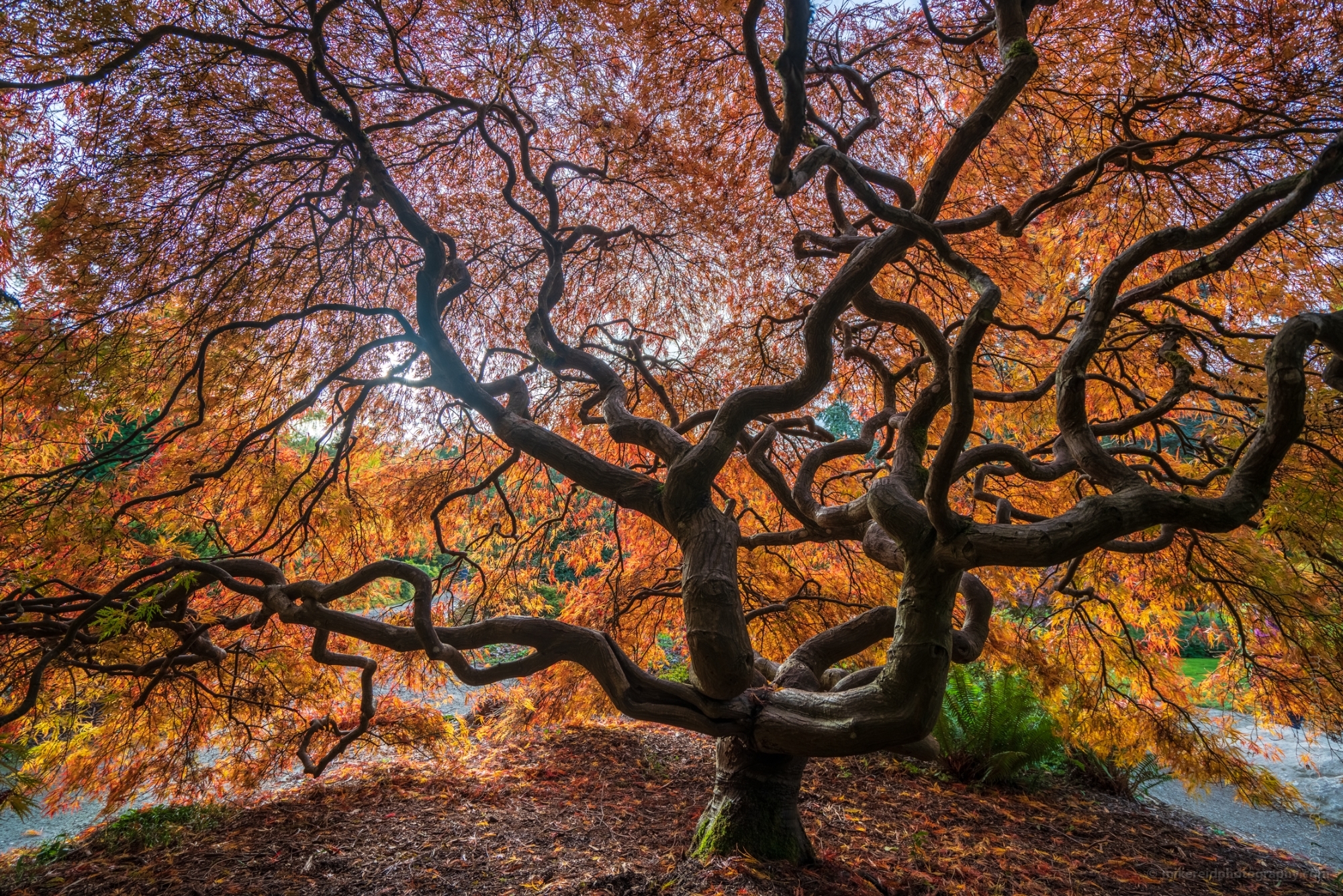 Fiery Fall Colors Autumn Tree