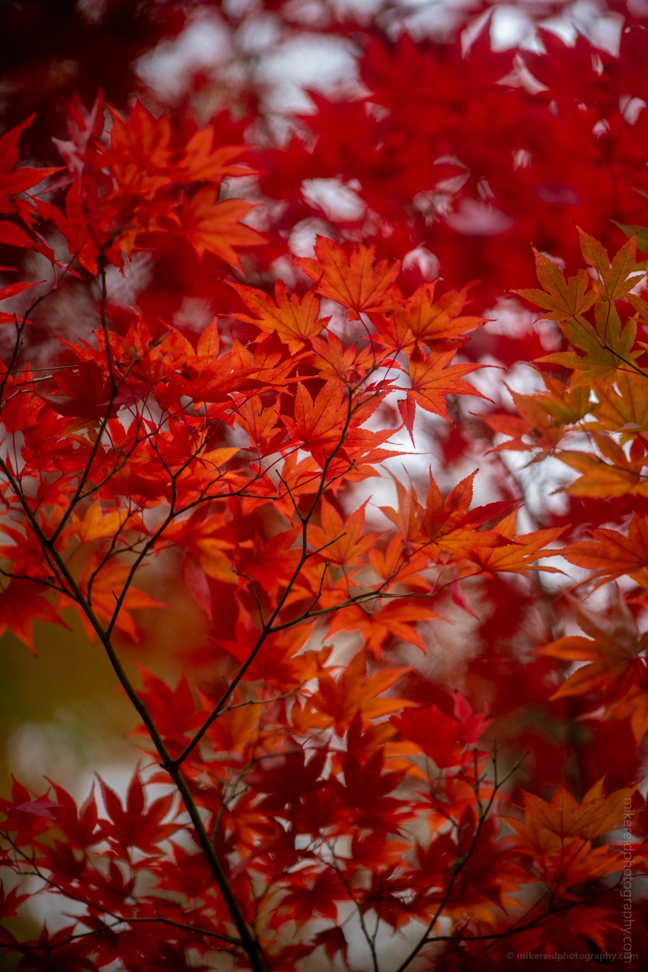 Fiery Red Japanese Maple Branches Bokeh Colors