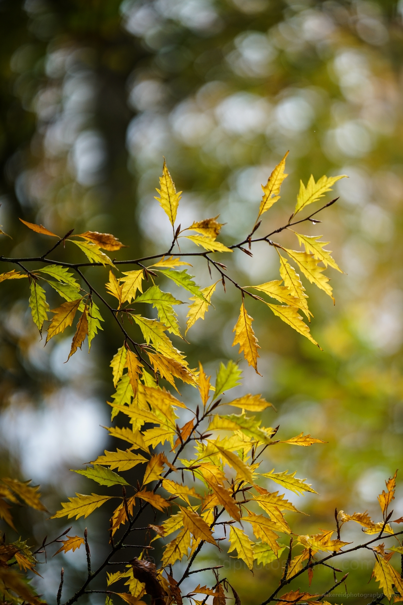 Golden Oak Tree Leaves Bokeh 